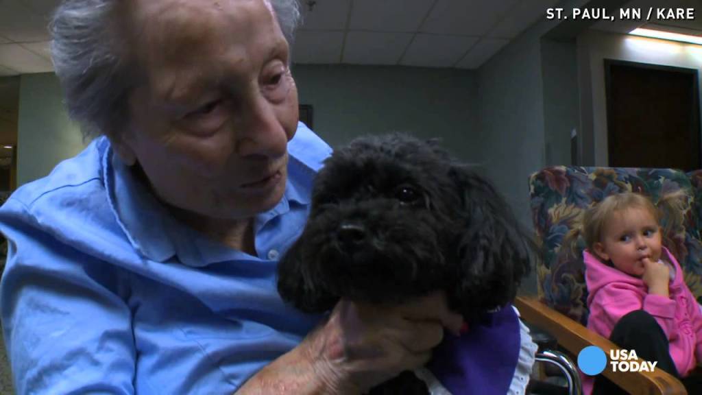 this teacup poodle rides elevato