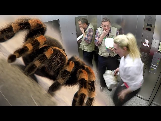 elevator spider prank ipad magic 1